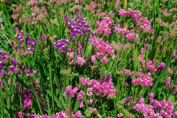 istock Beautiful Deep Coloured Strawflower Macro 1565513930