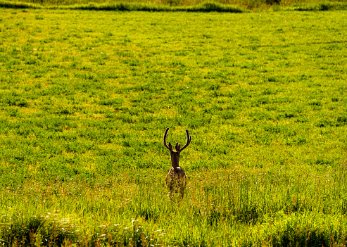 Deer with Antlers in Field - Backlit deer in mountain valley meadow area. Animal wildlife in natural habitat.