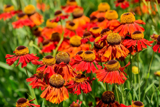 istock A selective focus shot of blooming Common sneezeweeds 1565523110
