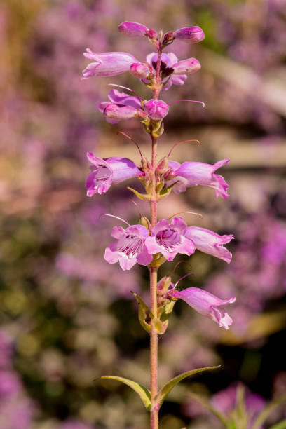 istock A blue Delphinium flower on the field. 1565525235