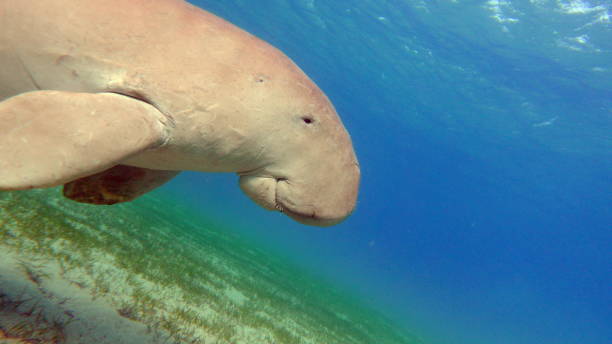 istock Dugong (dugong dugon) or seacow in the Red Sea. 1565536226