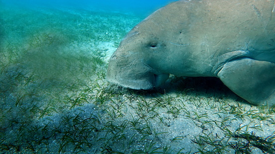 Huge manatee swimming close to Miami marina.