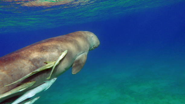 istock Dugong (dugong dugon) or seacow in the Red Sea. 1565536780