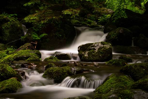 istock Stream in the Black Forest. Idyllic silence. atmosphere in the forest under trees. Fresh water 1565537877