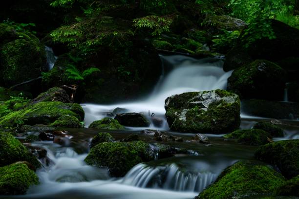 istock Stream in the Black Forest. Idyllic silence. atmosphere in the forest under trees. Fresh water 1565537879