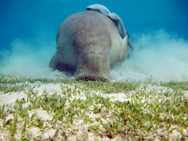 istock Dugong (dugong dugon) or seacow in the Red Sea. 1565540622