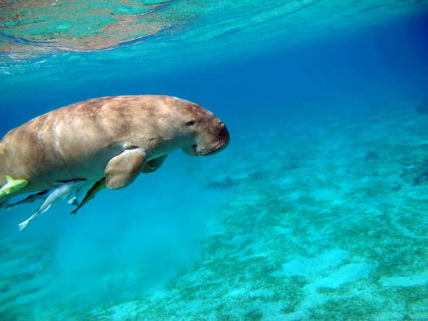 istock Dugong (dugong dugon) or seacow in the Red Sea. 1565540624