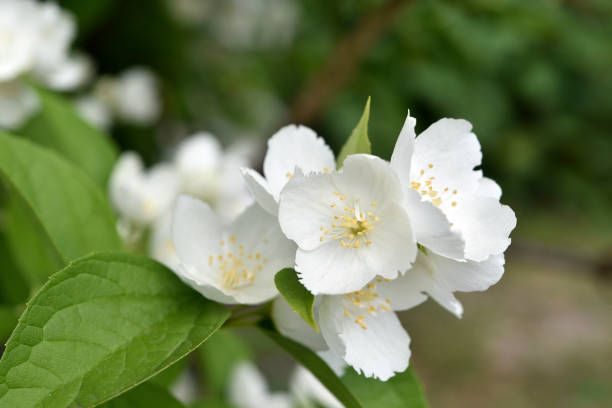 istock White jasmine flowers on a green bush. Large hydrangea flowers. Hydrangeaceae. Philadelphus. 1565542289