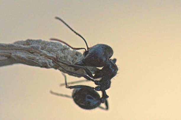 istock ant holding on to a plant 1565549089