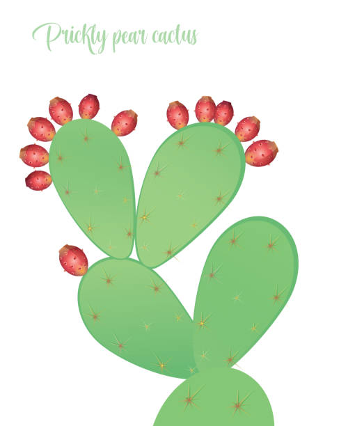 owoc opuncji kaktusów - prickly pear fruit illustrations stock illustrations
