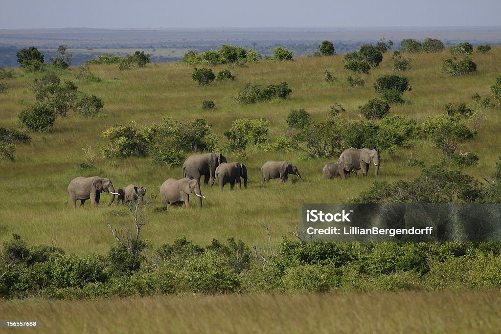 Elefantes - Foto de stock de Animales de Safari libre de derechos