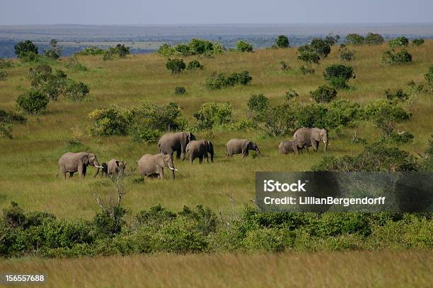 Elefantes Foto de stock y más banco de imágenes de Animales de Safari - Animales de Safari, Animales salvajes, Elefante