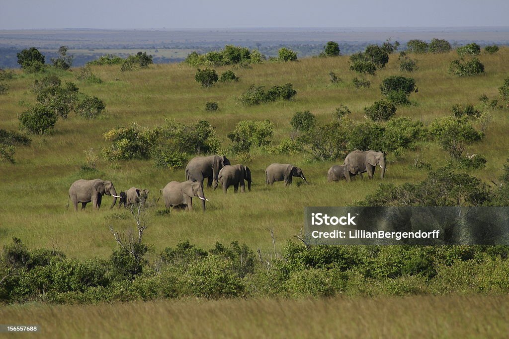 코끼리를 - 로열티 프리 0명 스톡 사진