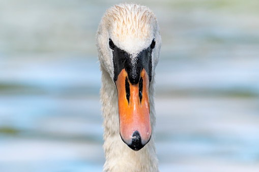 Swan head looking .-  from sweden nature near stockholms city