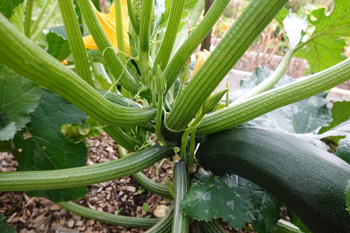 growing zucchini in the backyard garden, how to plant zucchini, zucchini flower and zucchini fruit in raised wooden bed vegetable