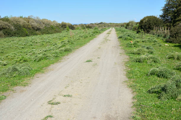European red fox hiding on the right grass strip of a tracking path