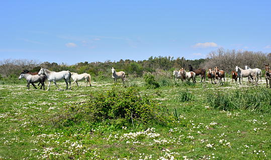 Herd of free roaming horses crossing a green field