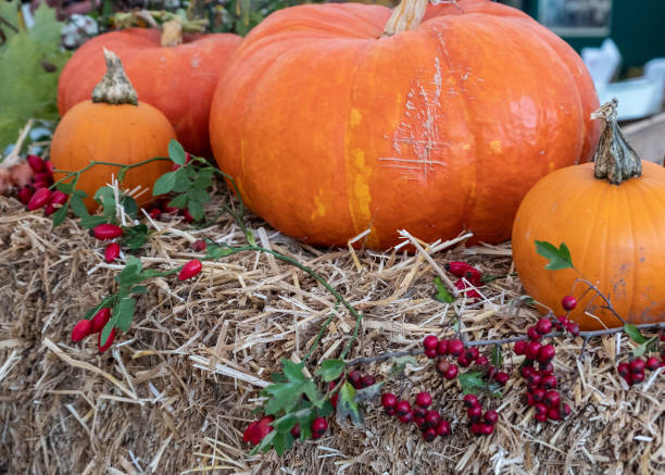 istock Pumpkins on display on a rainy day 1565592302