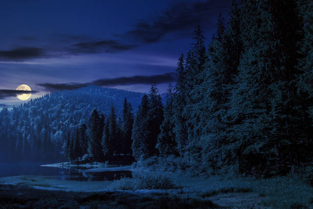 istock Lake in the mountains surrounded by a pine forest at night 1565600830