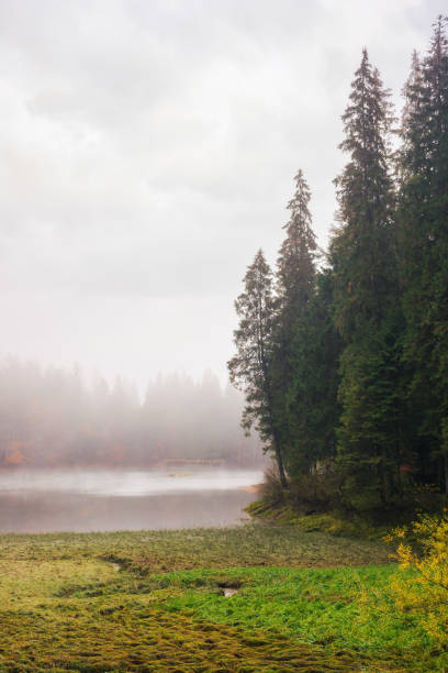 istock foggy autumn scenery with lake 1565602978