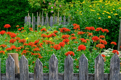 Behind a simple wooden plank garden fence, outside in nature, many red flowers grow. Beautiful environment.