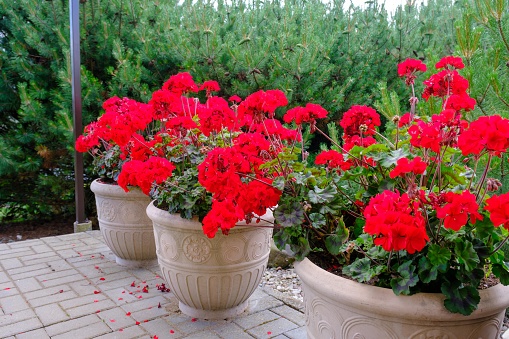 Blooming bright red geranium geranium flowers in a decorative flower pot outdoors close-up. Decorative garden element.
