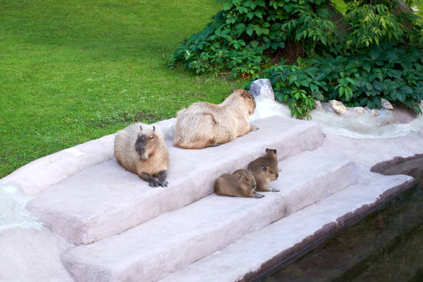 Capybaras in the zoo