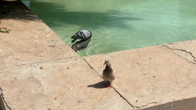 Birds drinking water directly from fountain