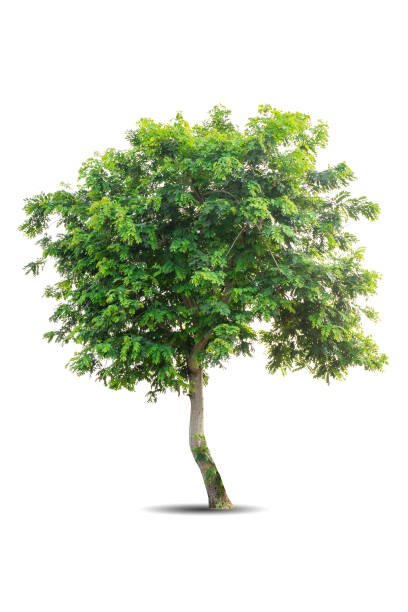 istock Single big tree isolated on white background. Tropical wood plant for advertising, architecture design, clipping path. Green leaf forest and foliage. Large trunk growth lone in spring or summer 1565639821
