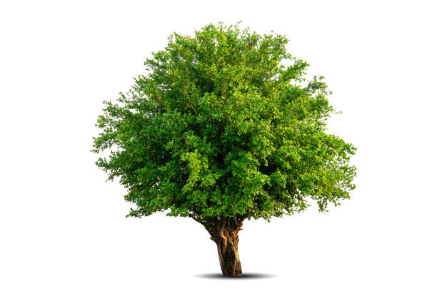 istock Single big tree isolated on white background. Tropical wood plant for advertising, architecture design, clipping path. Green leaf forest and foliage. Large trunk growth lone in spring or summer 1565639845