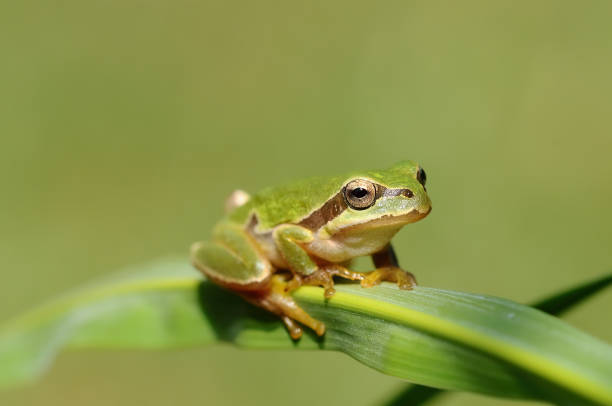istock Green frog climbing on the plant. 1565652981