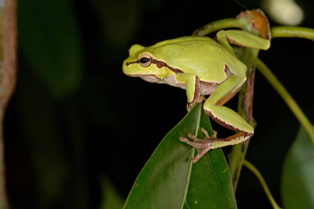 istock Green frog climbing on the plant. 1565653531