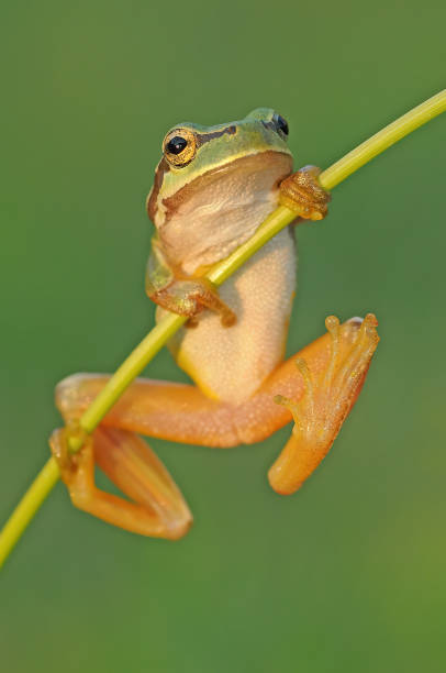 istock Green frog climbing on the plant. 1565654636