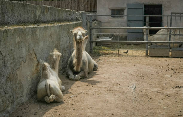 Two small white camels against a concrete wall at the zoo. Arabian camels on a hot day.