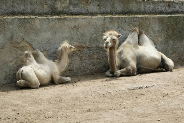istock Two small white bactrian camels look at each other 1565659949