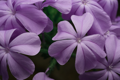 Macro shot of Purple flowers