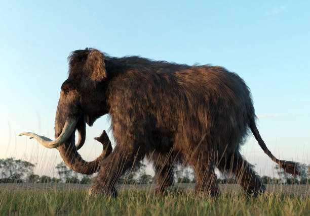 istock Woolly Mammoth Walking in the Sunset 1565671509