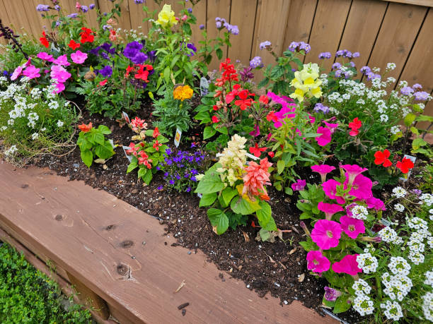 istock Flourishing Garden 1565676315