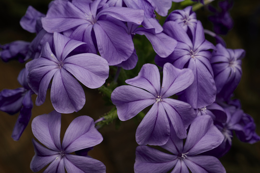 Macro shot of Purple flowers