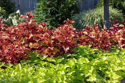 Flowers in a formal garden