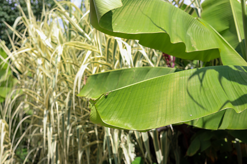 A close up tropical plants