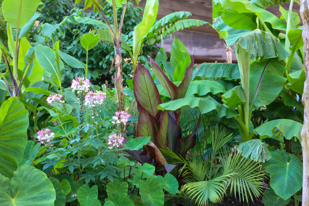 istock A close up tropical plants 1565688014