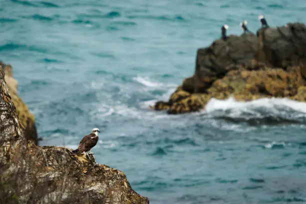 Photo of Osprey - Pandion haliaetus bird of prey hunting fish, also called sea hawk, river hawk, and fish hawk, sitting on the rock in Byron Bay Australia, Beautiful coast with waves and rocks