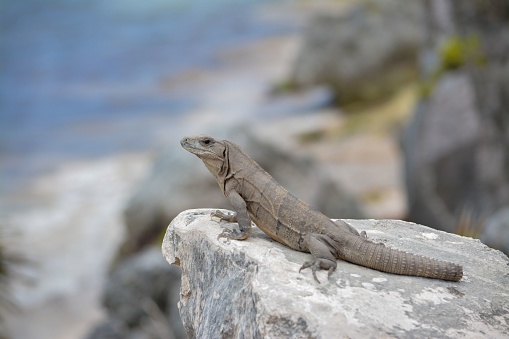A close-up of a Mexican spiny-tailed iguana standing on a rock next to the beach