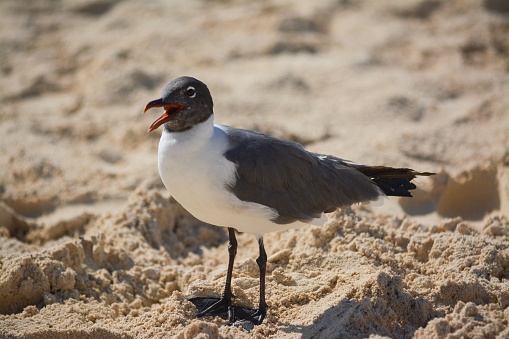 A close-up of a laughing gull with its beak open standing in the sand