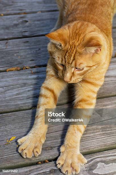 Esticar Laranja Gato Malhado - Fotografias de stock e mais imagens de Animal - Animal, Animal de Estimação, Esticar