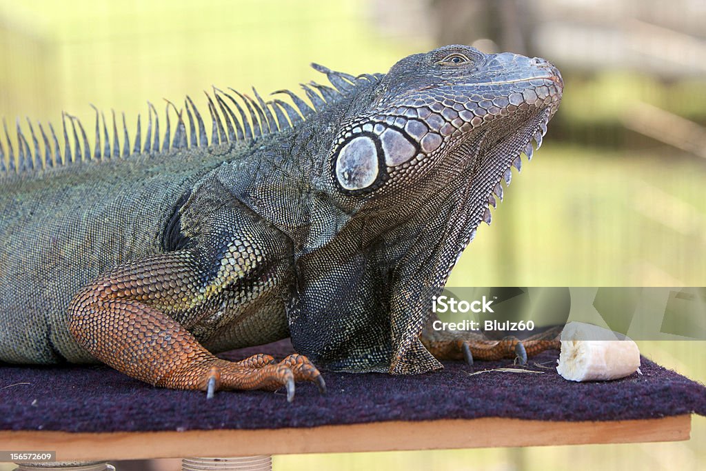 Grande Iguana em de mostrar se prepara para comer Banana - Royalty-free Ameaça Foto de stock