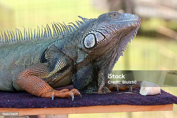 Grande Iguana Em De Mostrar Se Prepara Para Comer Banana - Fotografias de stock e mais imagens de Ameaça