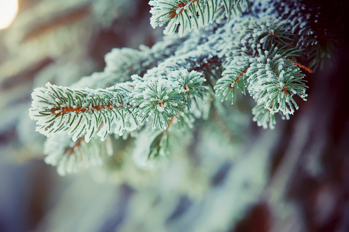 Frozen fir branches