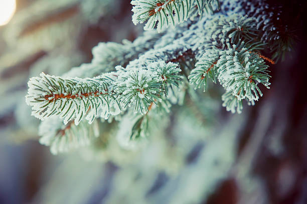 Frozen fir branches stock photo